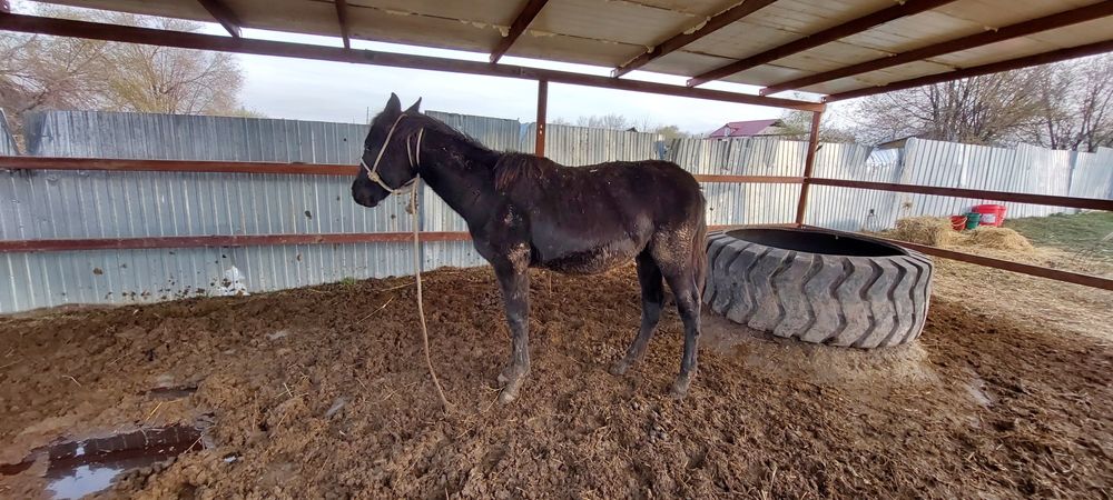 Продажа жерибёнка