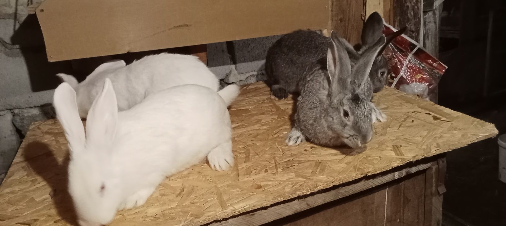 Крольчата помесные