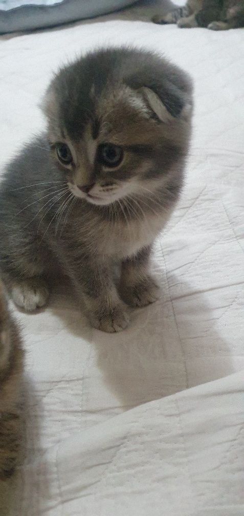 Продаются кошечки скотиш фолд , для желателей даём и маму котят