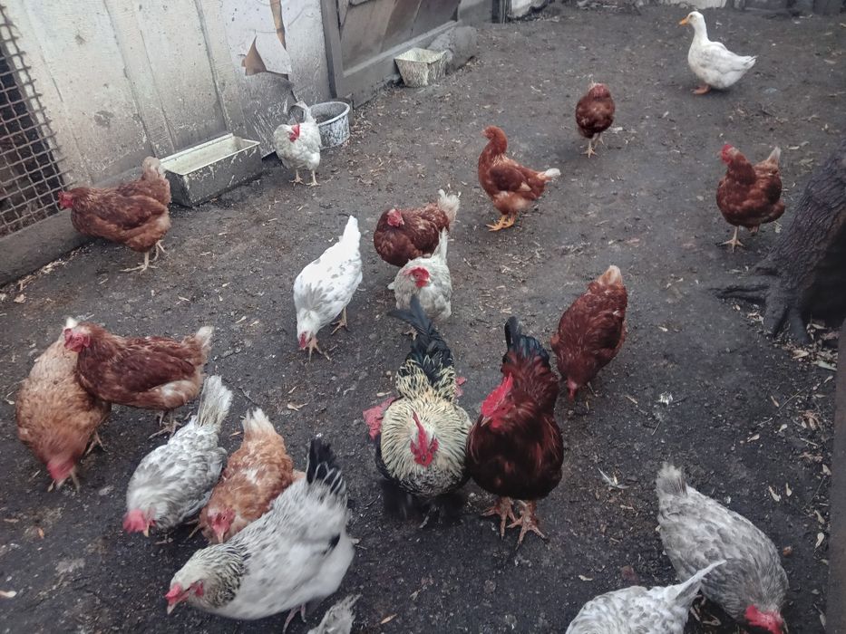 Срочно продам курей и петухов