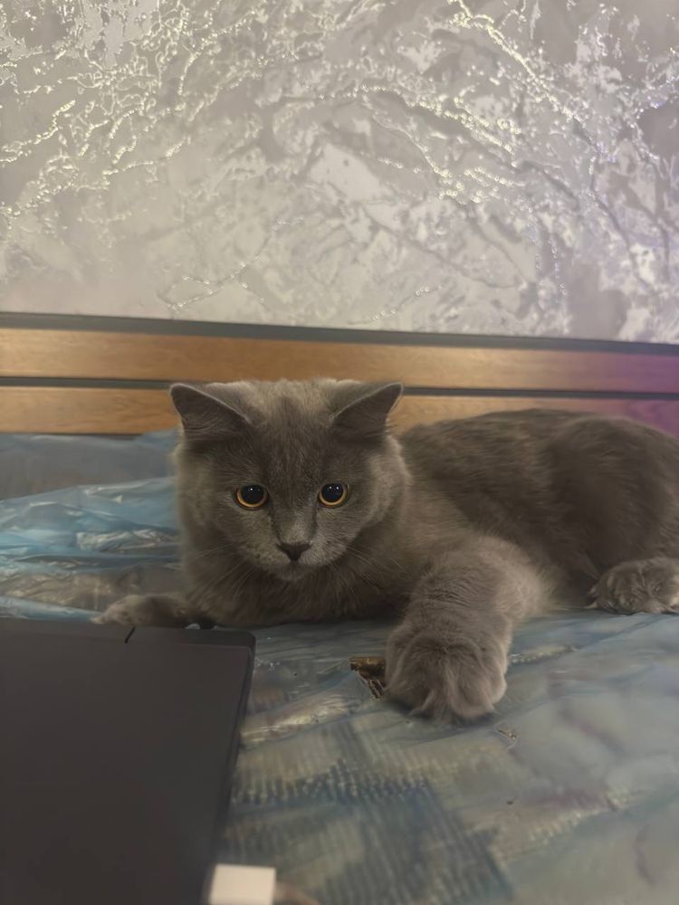 Котенок британец