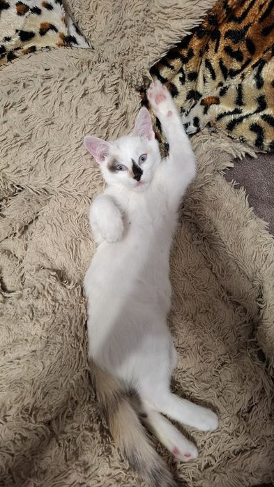 Кошечка, 3 месяца