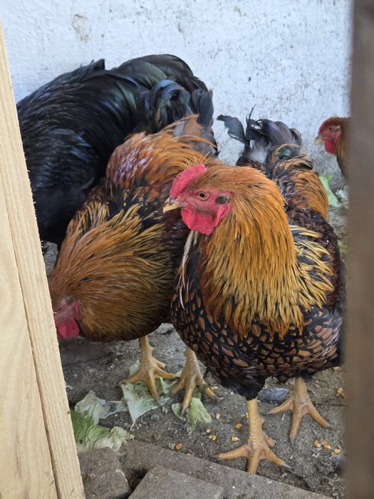 Cocosi Wyandotte Gsg