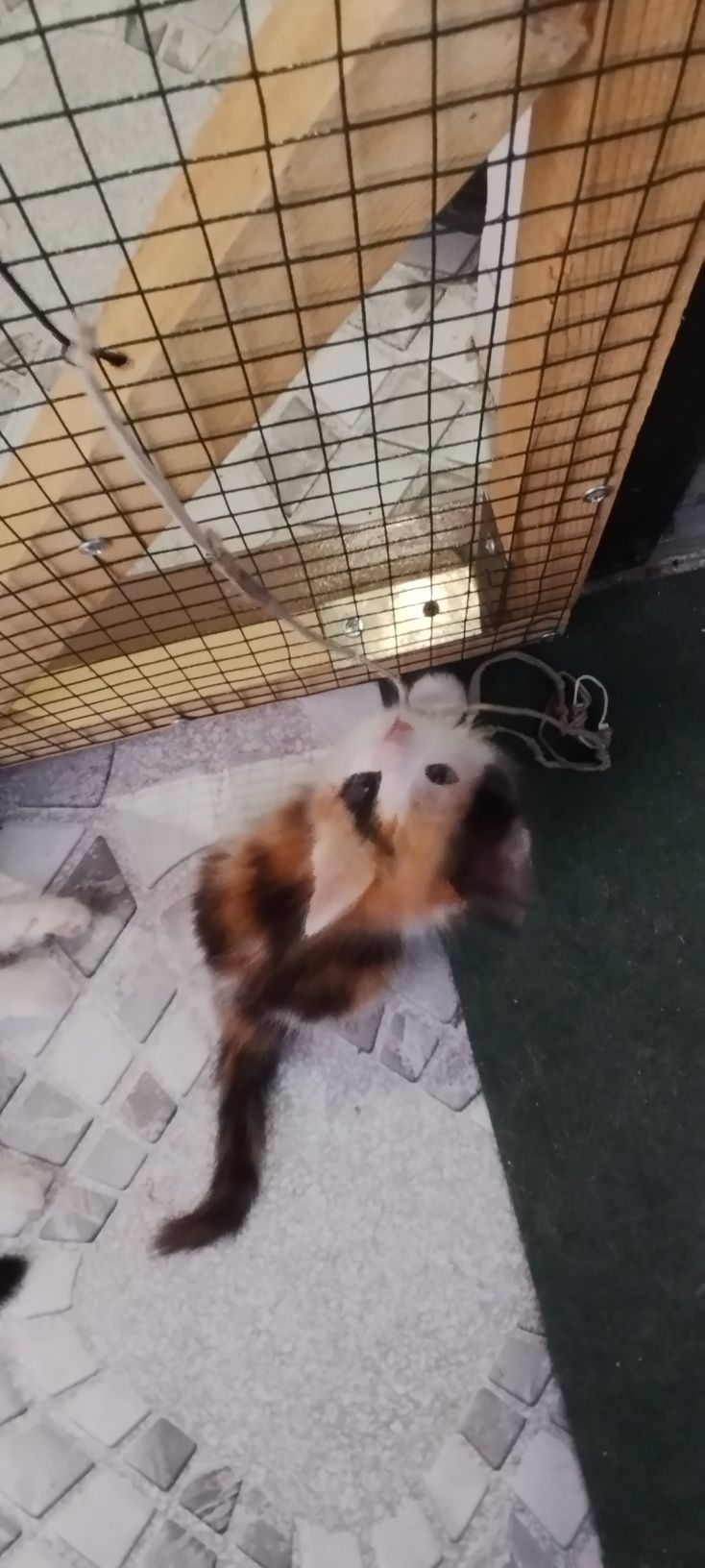 Котята онь красивые