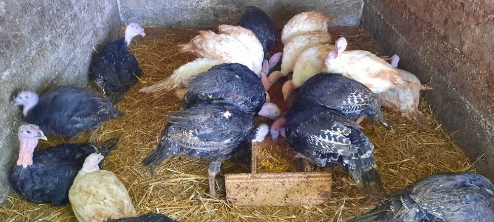 Curcani 40kg tăiat, 35kg în viu