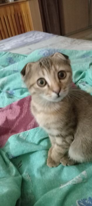 Кошечка скоттиш фолд