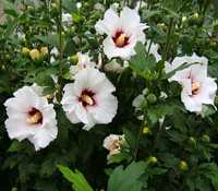 Puieti hibiscus culoare alb si mov