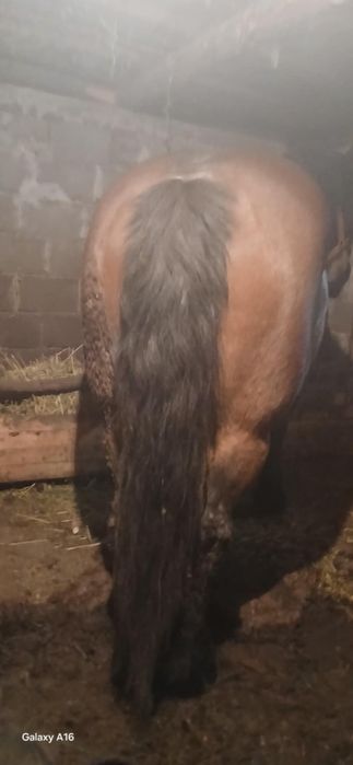 De vânzare iapă de 6 ani cu acte în regulă