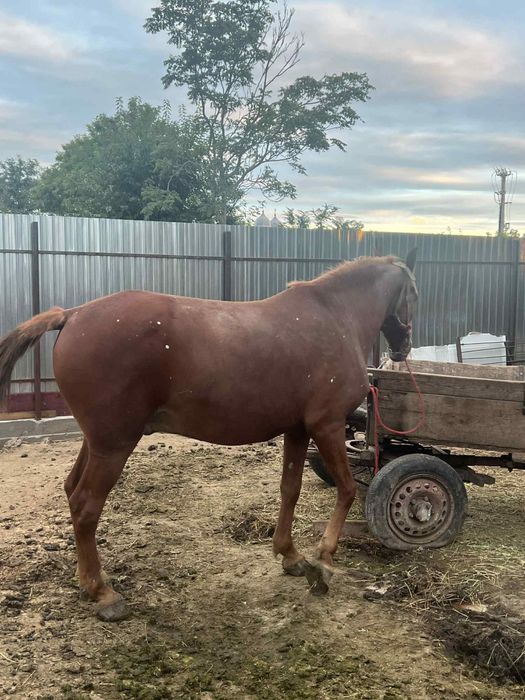 Cal de Vanzare Urgent