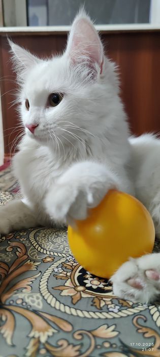 турецкая ангора 8 месяц девочка