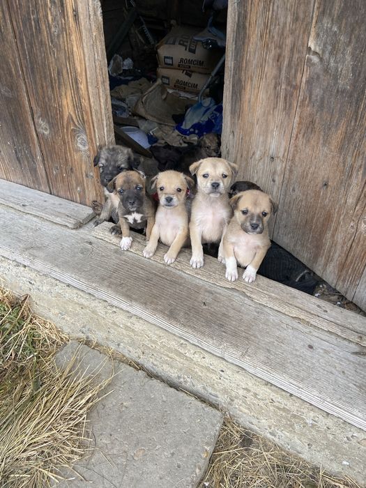 Pui de cățel talie mare pentru adopție – 8 suflete minunate