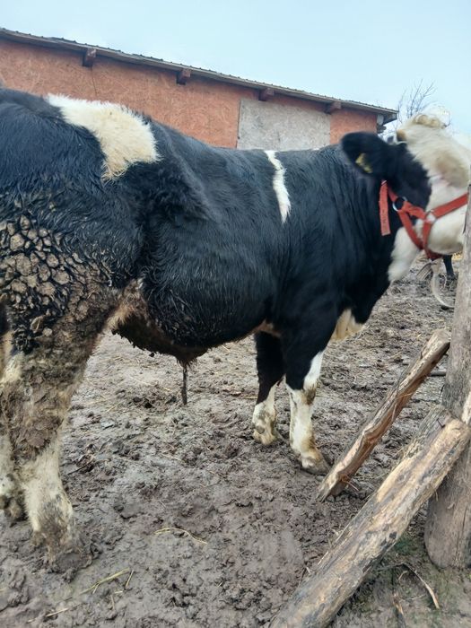 Vând viței de crescut sau tăiat!