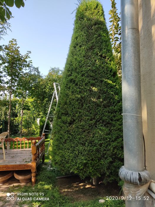 Archa kesamiz dorilaymiz