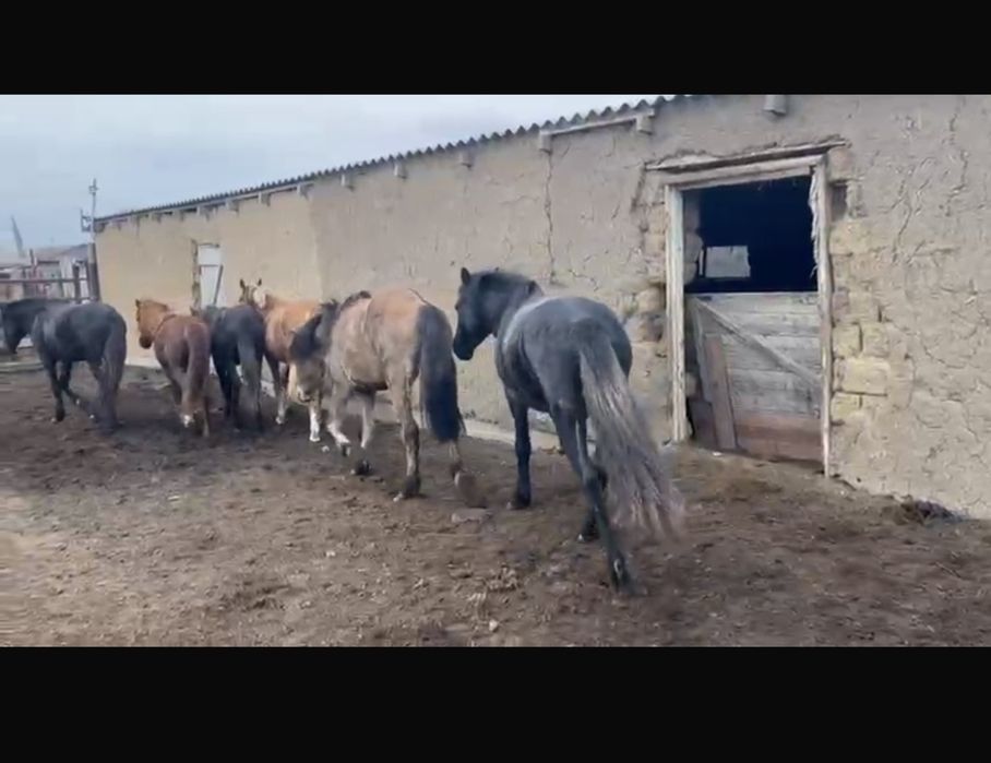 2 жас жарым кунан