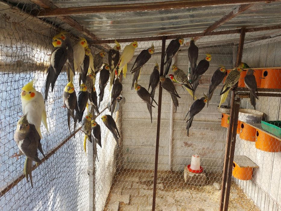 Pasari de colivie din crescătorie proprie