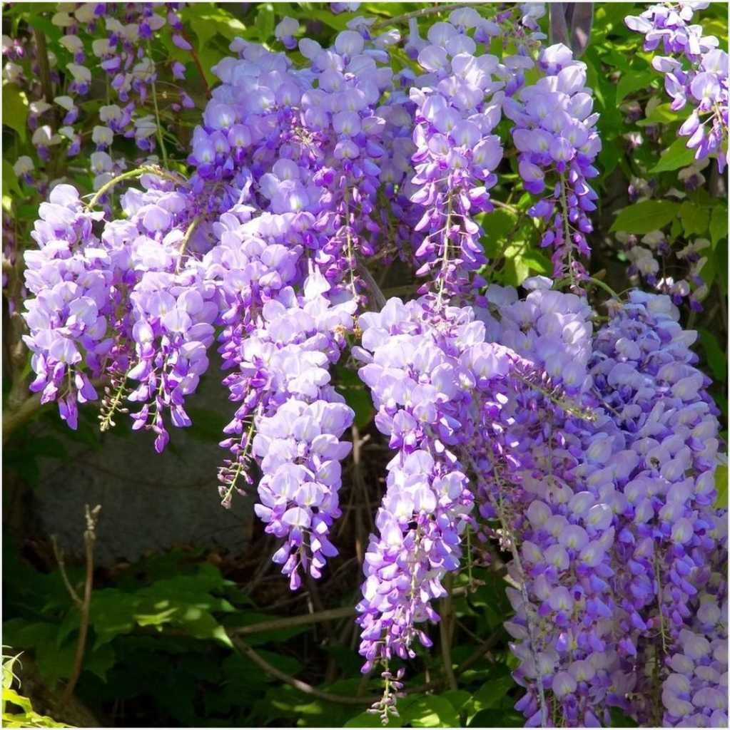 Seminte Glicină cu flori mov (Wisteria sinensis)