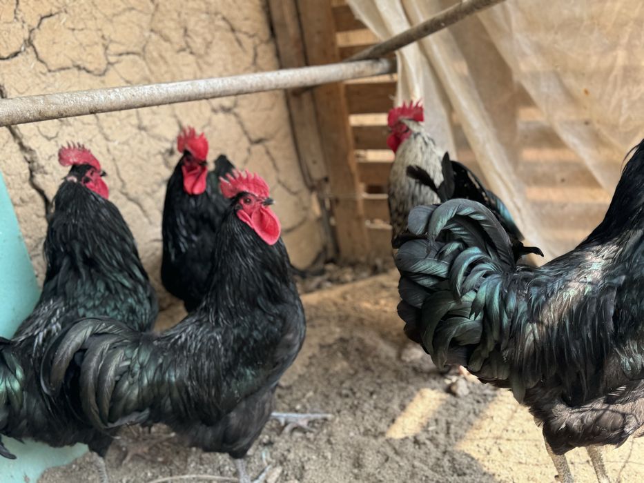 QORA Shagzoda va  kurka bor