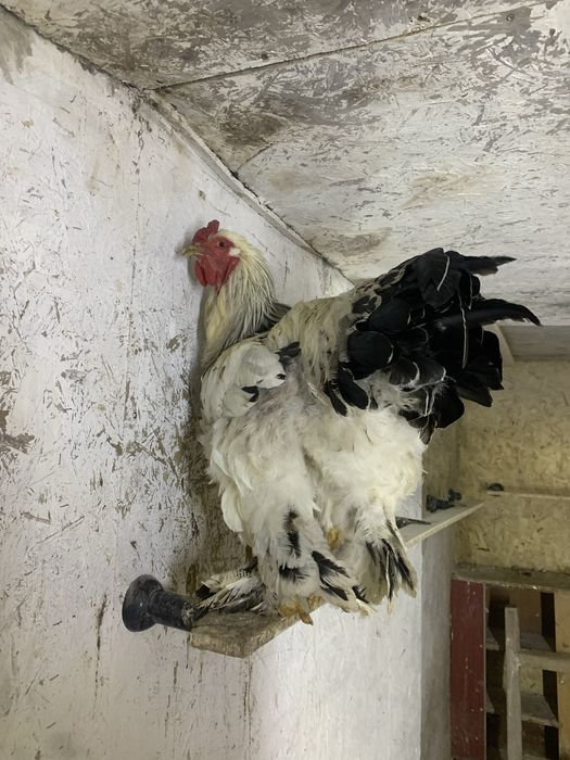 Петух брамо молодой