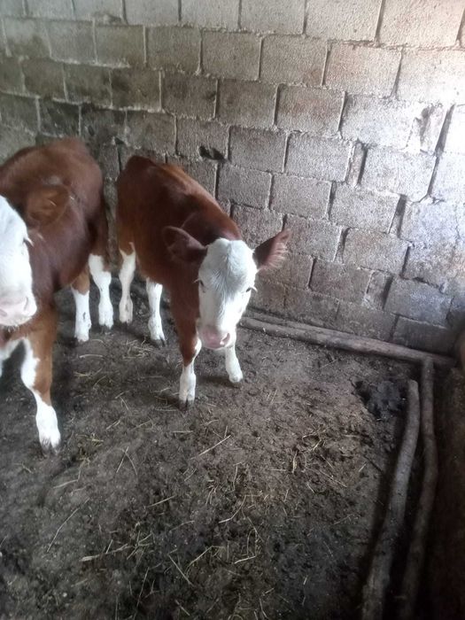 Vitea de vanzare