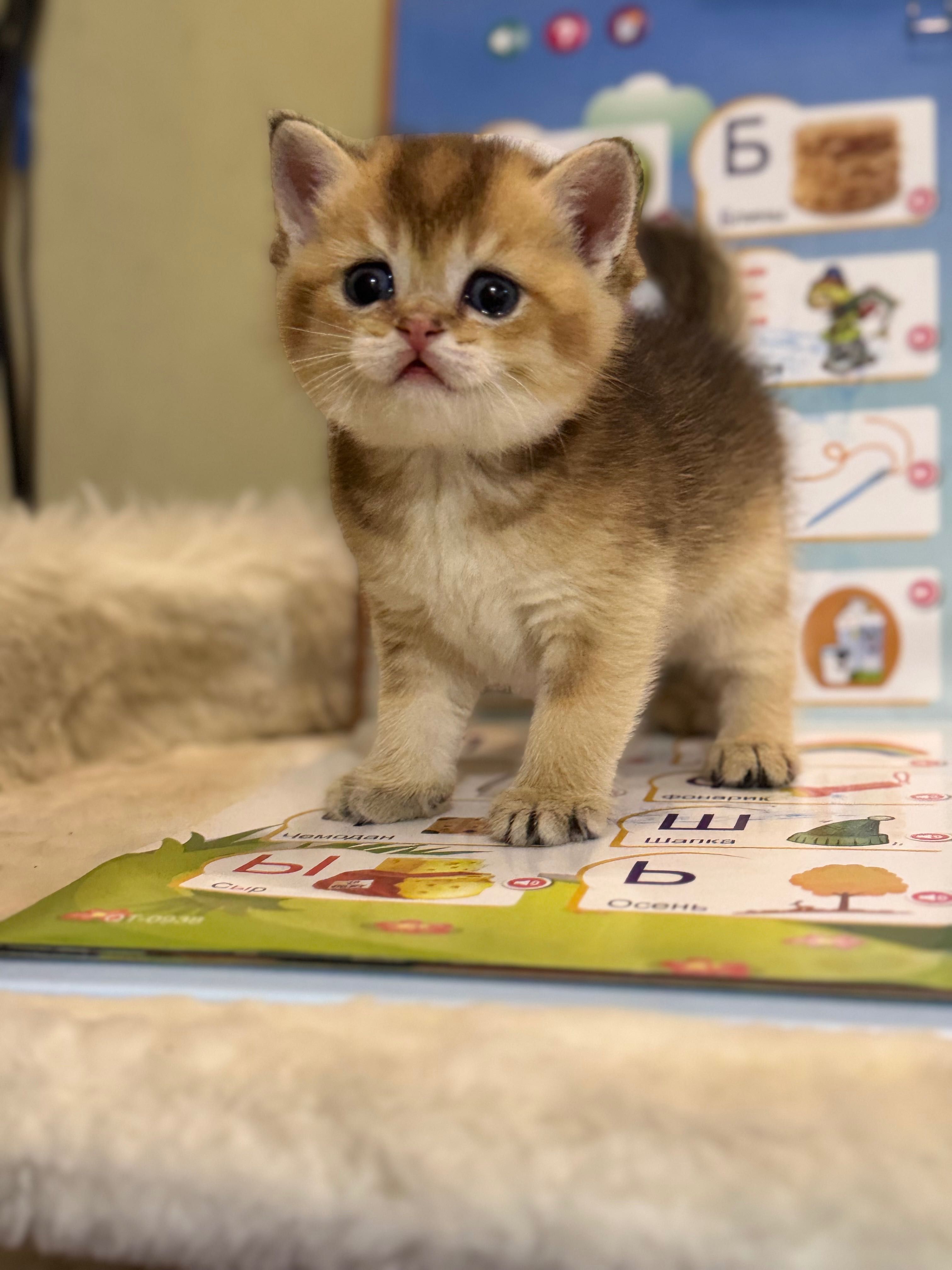 Продаются котята, золотая шиншилла.
