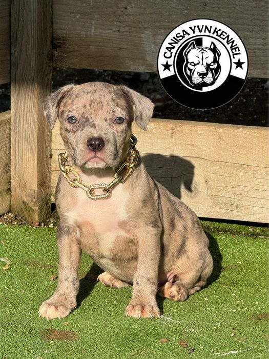 Amstaff blue merle
