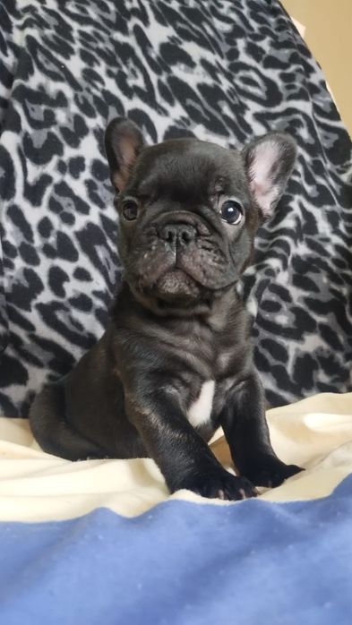 Bulldog francez.