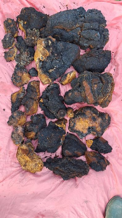 Vând chaga ciuperca care vindecă cancerul