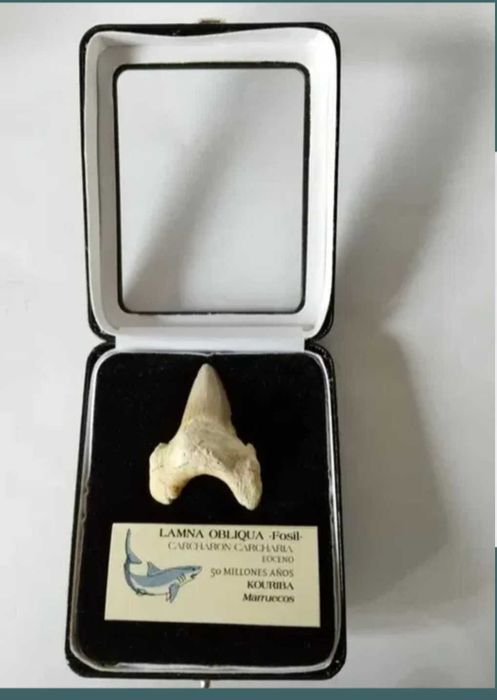 Colt, dinte rechin, circa 50 milioane ani