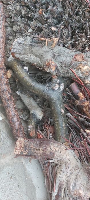 Утинлар сотилади.