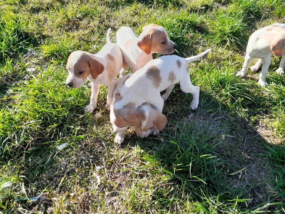 Продават се малки Пойнтери