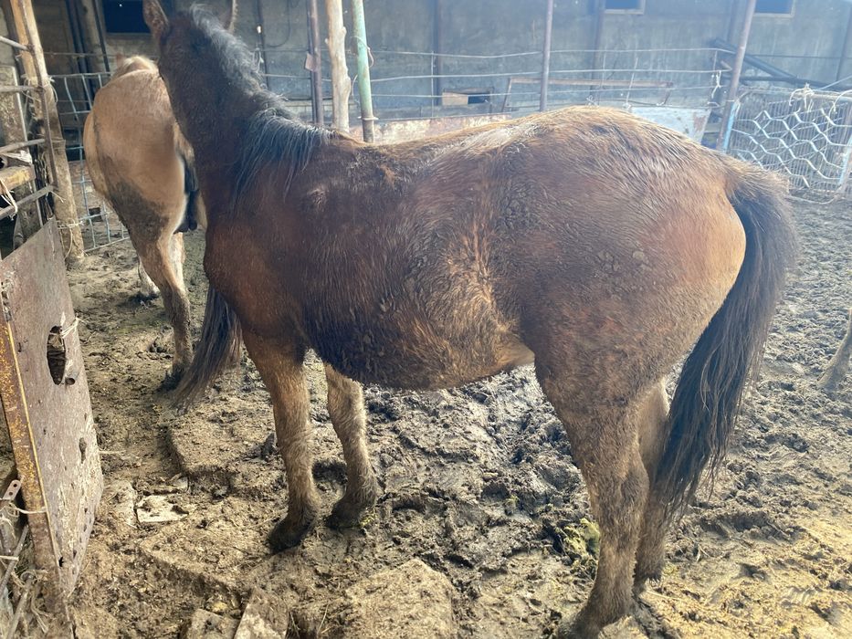 Жылкы байланган семиз