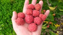 Кудрания кулпунай дарахти привитий тиконсиз