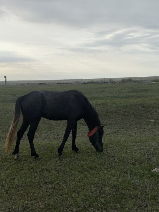 3 жасар міңгі жеккі