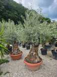 Amanajare gradini plante ornamentale