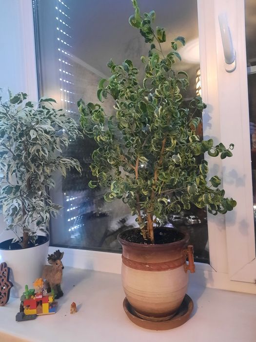 Продам цветок фикус