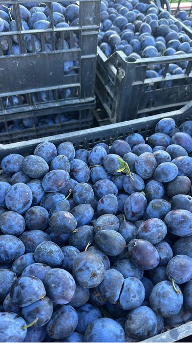 Prune pentru tuica sau consum