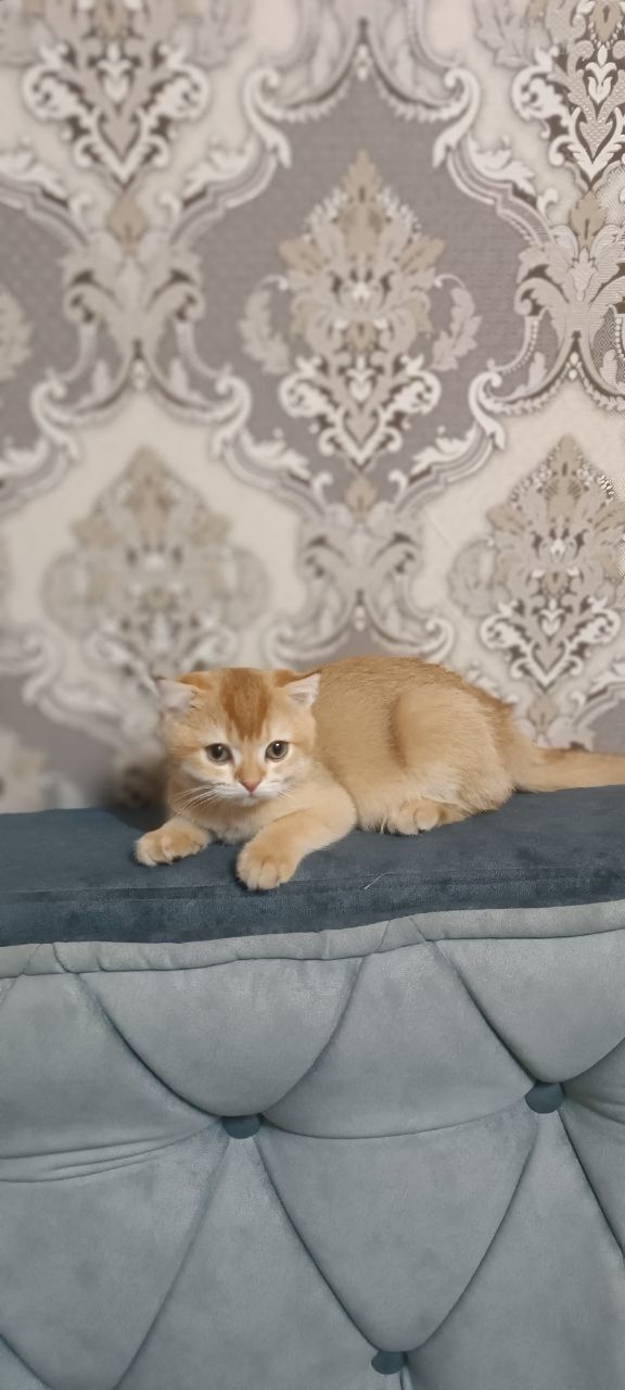 Котёнок золотая шиншилла