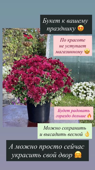 Хризантема Мультифлора