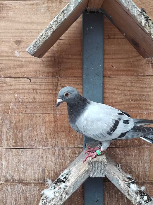 Vand  porumbei voiajori sport