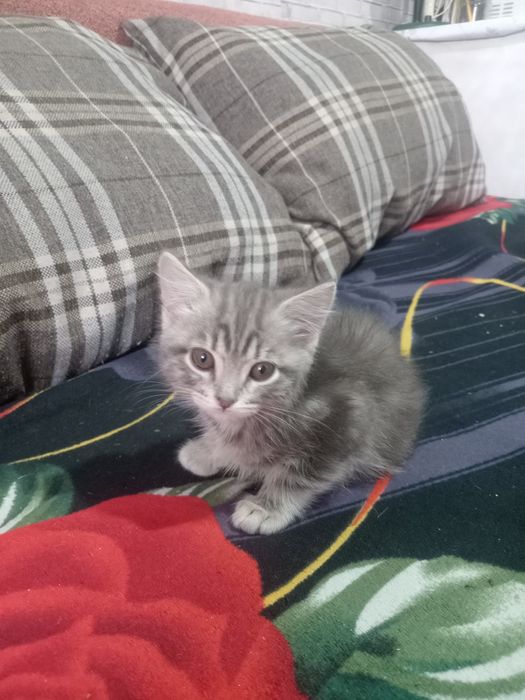 Котенок в добрые руки