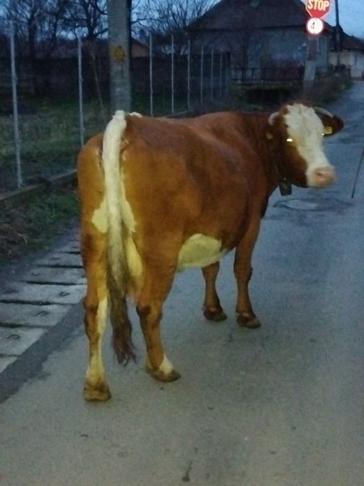 Vaca Baltata Românească