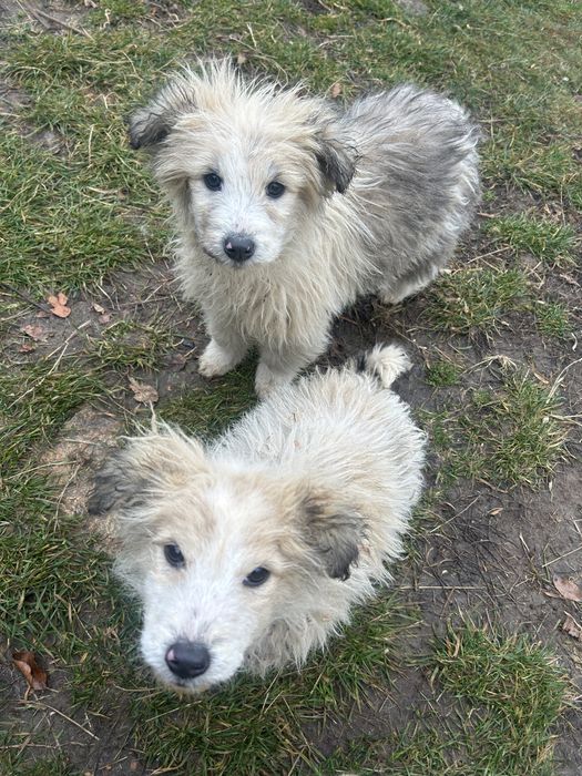 Donez 4 puiuti de caine