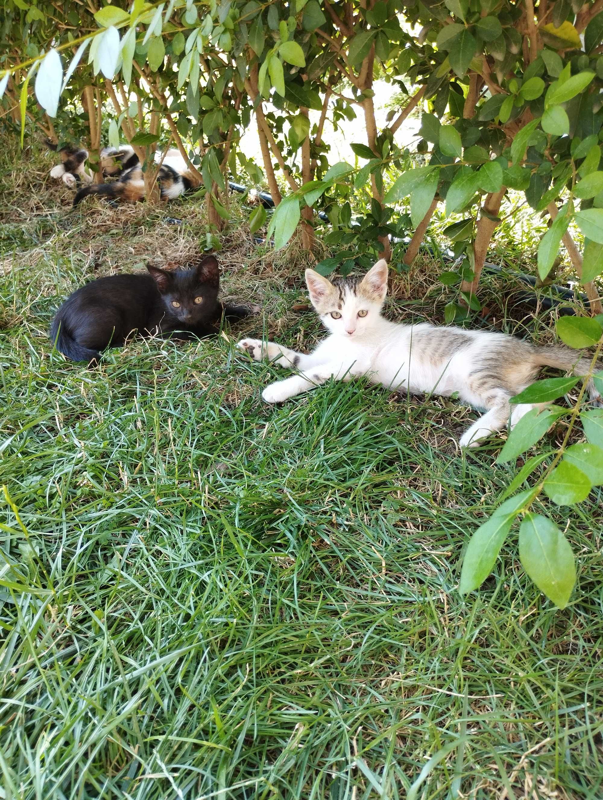Подарявам котенца