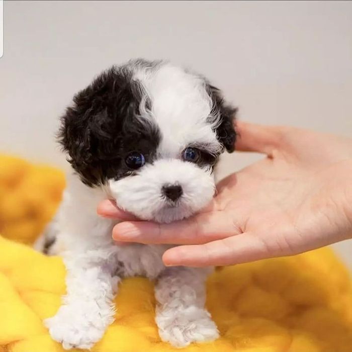 Bichon maltez mini toy alb cu pete