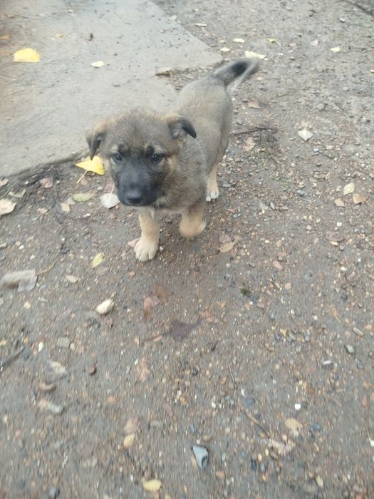 щенок в добрые руки