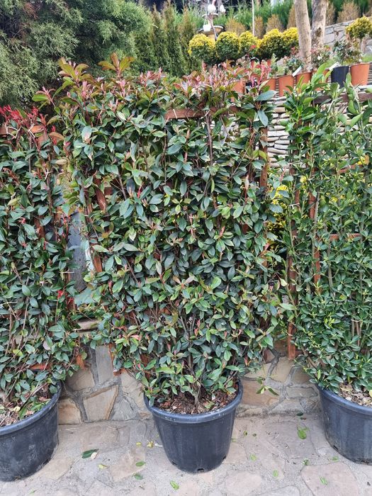 photinia red robin ( tija si spalier)