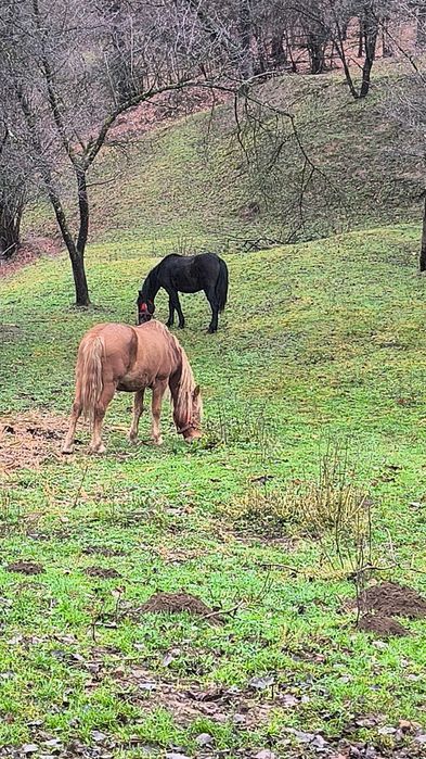 Vând cal și manz sau schimb cu iapa sau oi