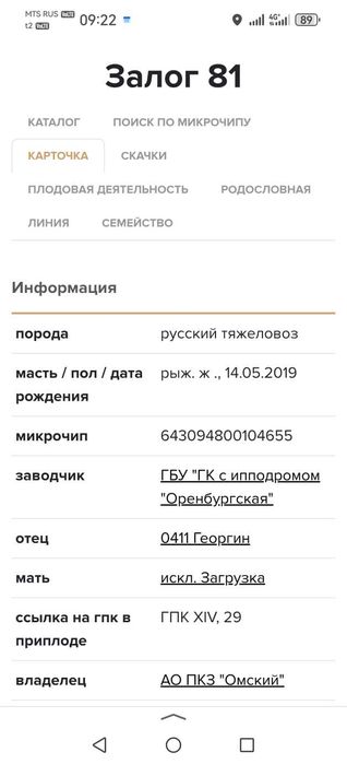 Продам чистопородных кобыл и жеребцов