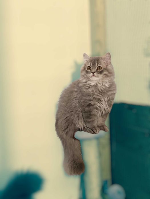 Pisica british longhair blue tabby
