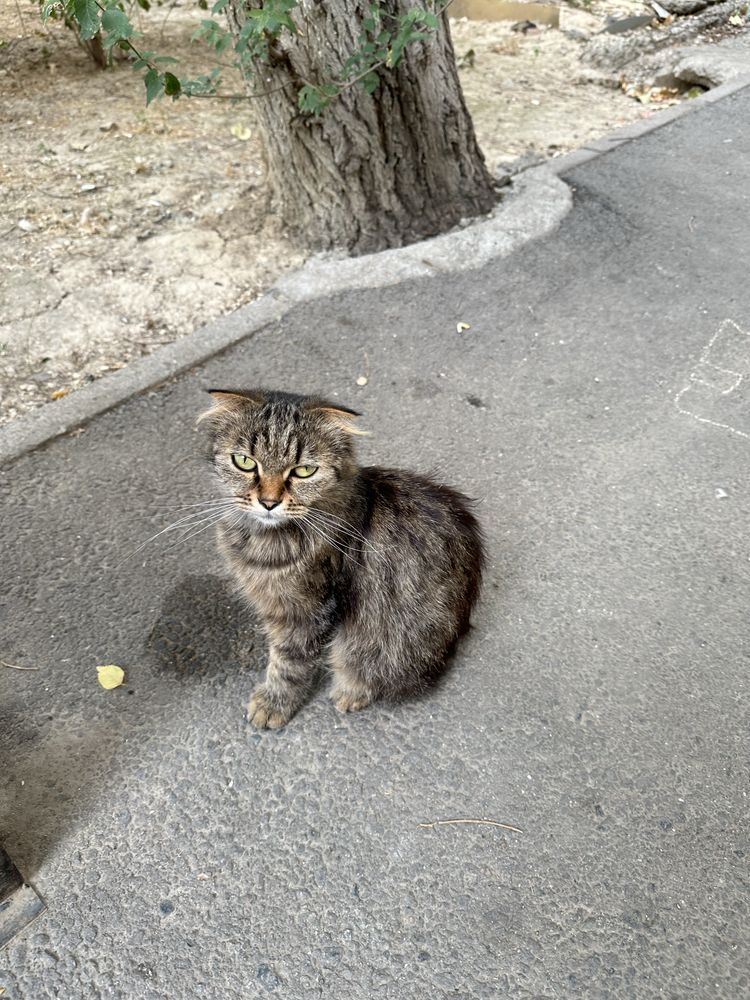 Котенок живет во дворе.